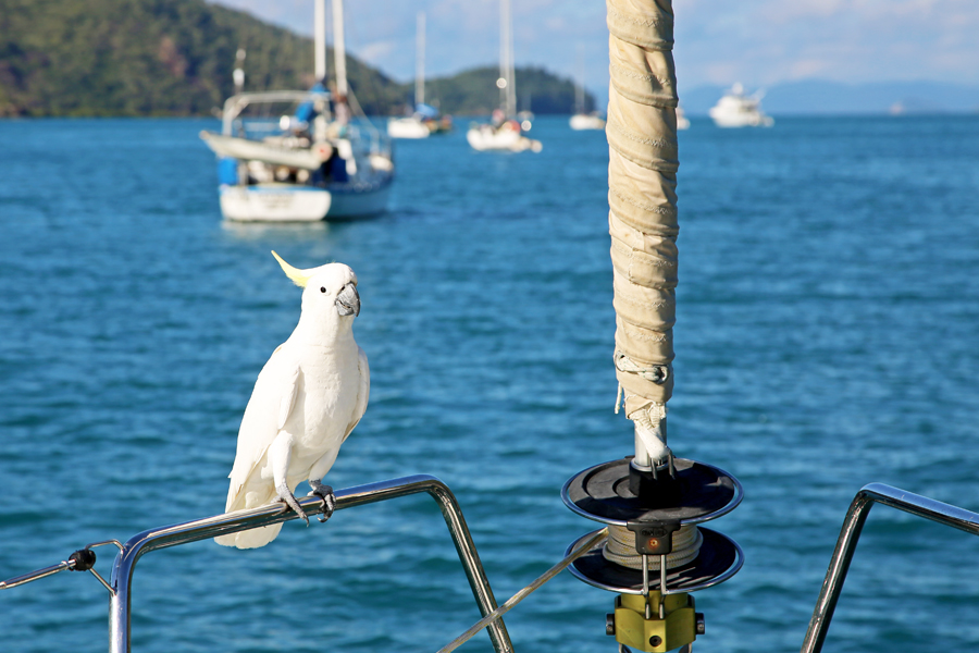 Sailing Whitsundays Hero Image For Whitsunday Cockatoos