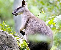 Sailing Whitsundays Hero Image For <p>Proserpine Rock Wallaby</p>
