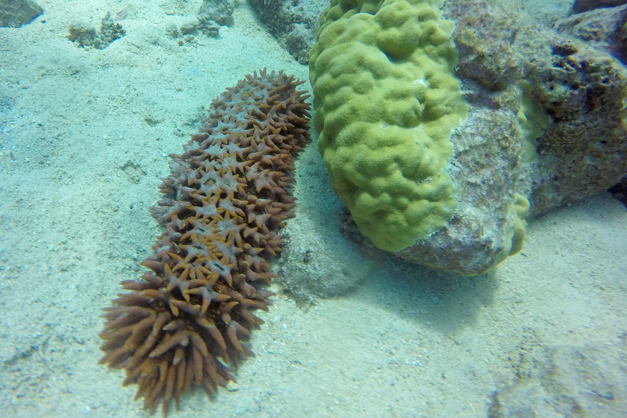 Sea Cucumber, Whitsundays.