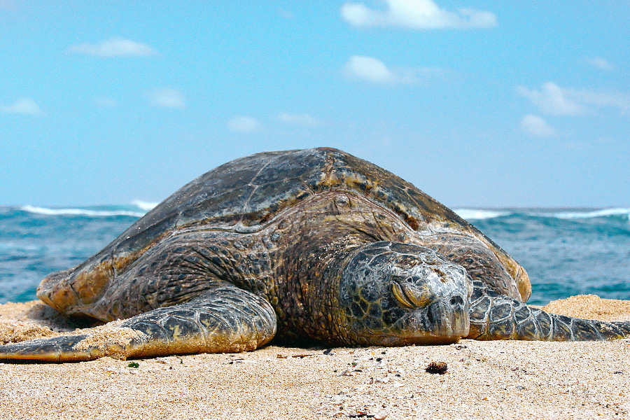 Sailing Whitsundays Hero Image For Whitsundays Green Sea Turtles