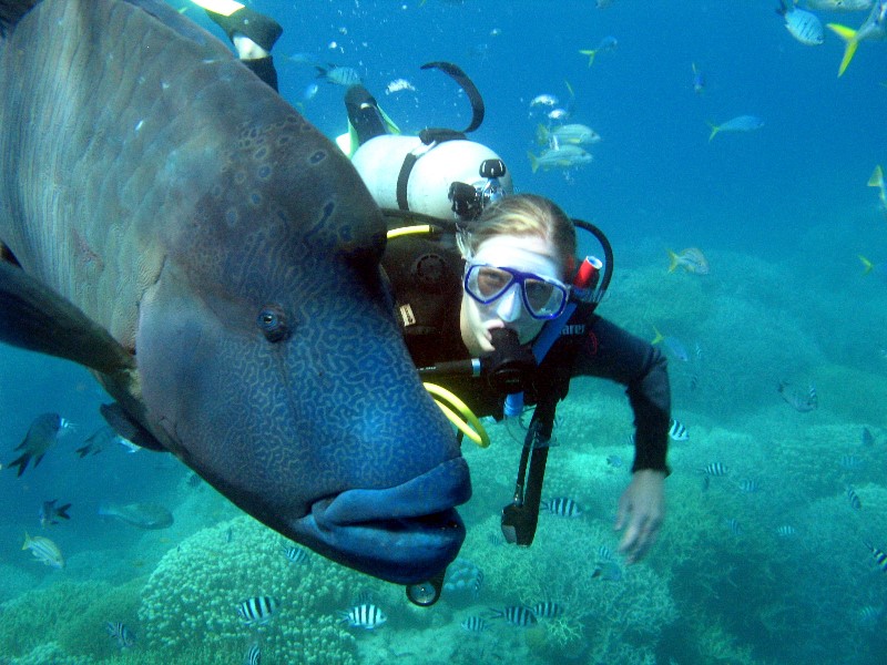 Sailing Whitsundays Hero Image For Maori Wrasse in the Whitsundays