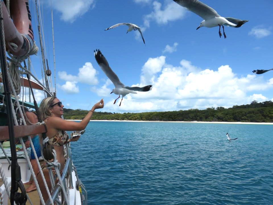 Sailing Whitsundays Hero Image For <p>Seagulls in the Whitsundays</p>