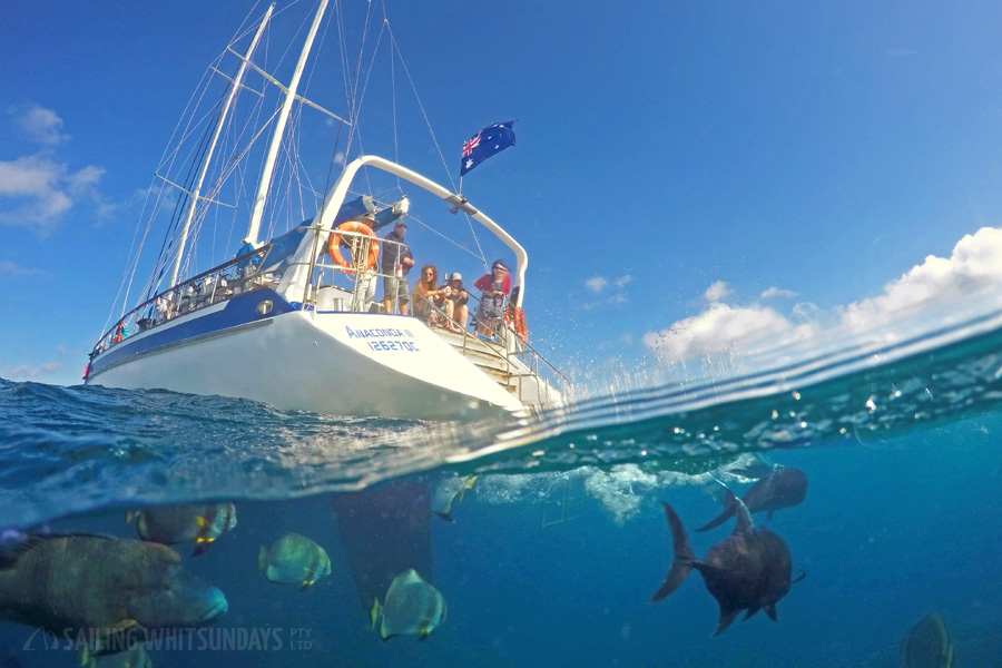 Sailing Whitsundays Hero Image For <p>Sail and Dive on Anaconda III, Whitsundays</p>
