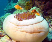 Sailing Whitsundays Hero Image For <p>Clownfish in the Great Barrier Reef</p>