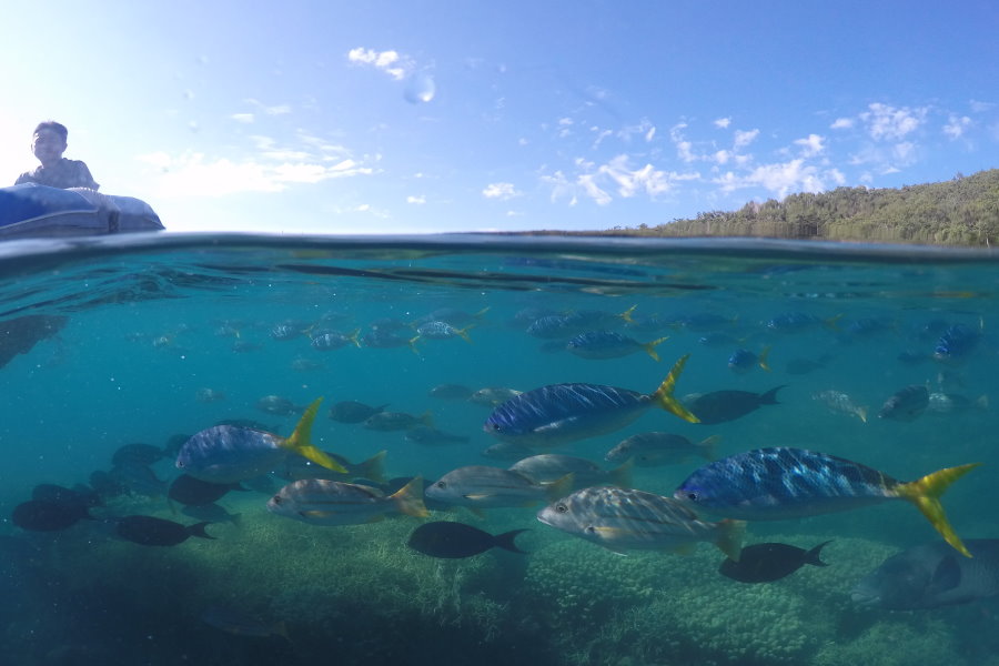Sailing Whitsundays Hero Image For David Attenborough's Great Barrier Reef Part 2