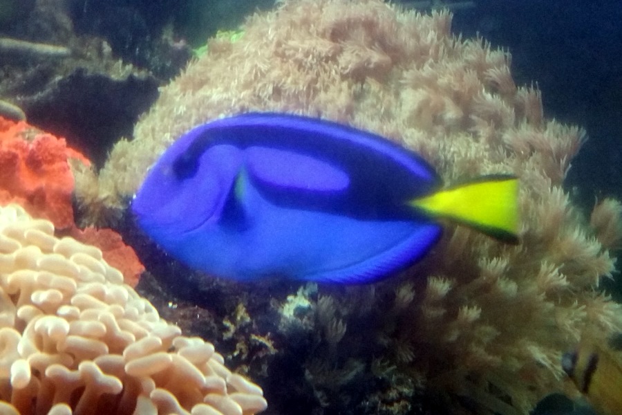Sailing Whitsundays Hero Image For Finding Dory, Great Barrier Reef
