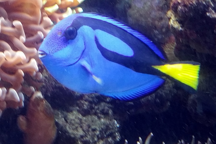 Sailing Whitsundays Hero Image For Dory The Movie