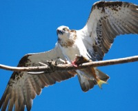 Sailing Whitsundays Hero Image For Whitsunday Osprey