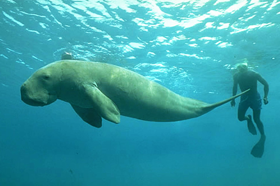Sailing Whitsundays Hero Image For <p>Dugongs make comeback on the Great Barrier Reef</p>