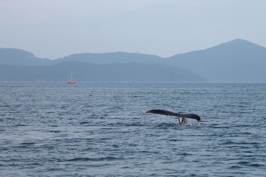 Whale Great Barrier Reef Whale tail flipping out of the ocean in the whitsundays