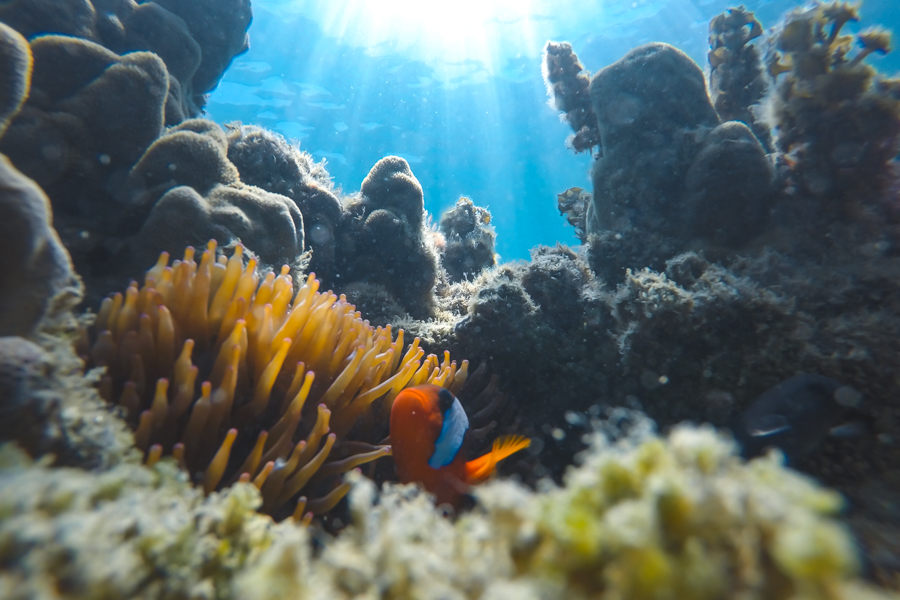 Snorkelling on Bullet