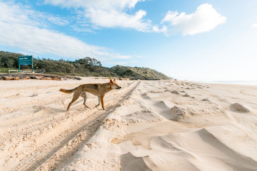 Fraser Tours Hero Image For <p>How many dingoes are left on Fraser Island?</p>