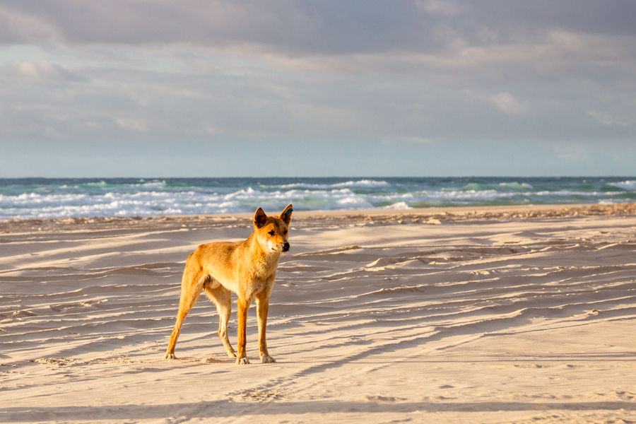 Fraser Tours Hero Image For <p>What do dingoes eat on Fraser Island?</p>
