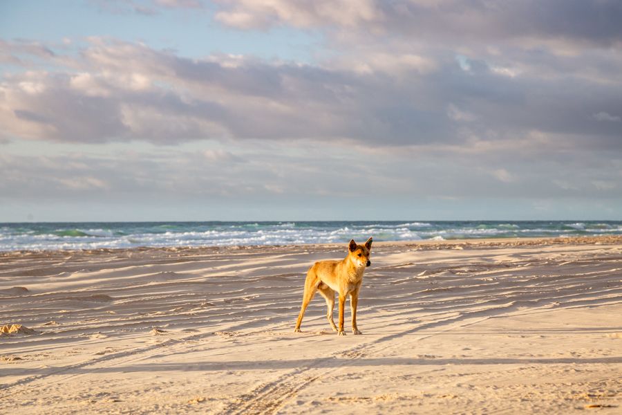 Fraser Tours Hero Image For <p>Can you take dogs to Fraser Island?</p>