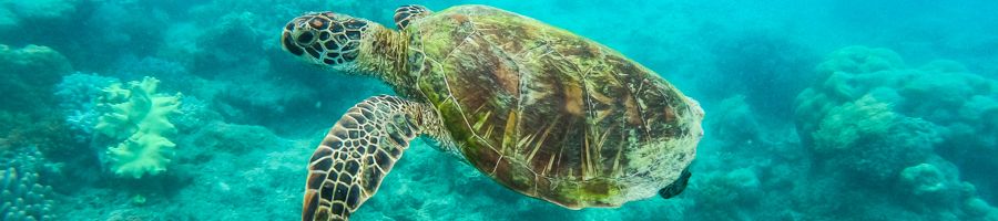 Snorkelling with Turtles