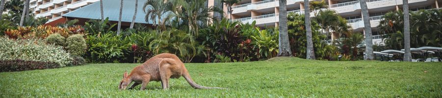 Hamilton Island
