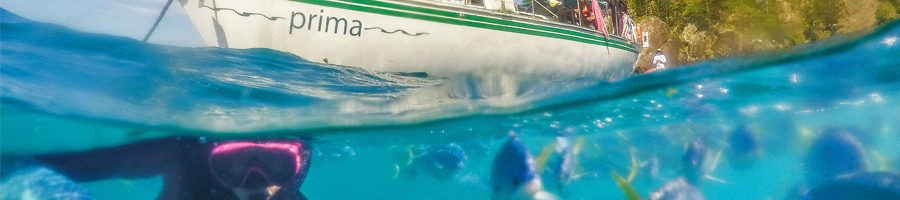 snorkelling, fun, whitsundays,prima