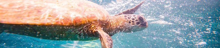 Snorkelling Snorkelling