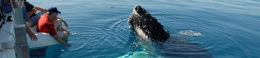 Whale Watching