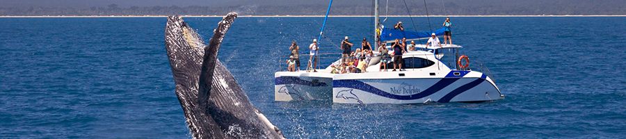 Whale Watching