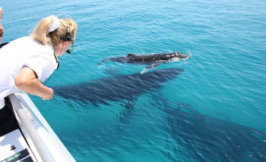 https://images.thetravelshop.com/img/3119/gallery/whale-family.jpg Main Image | East Coast Tours Australia