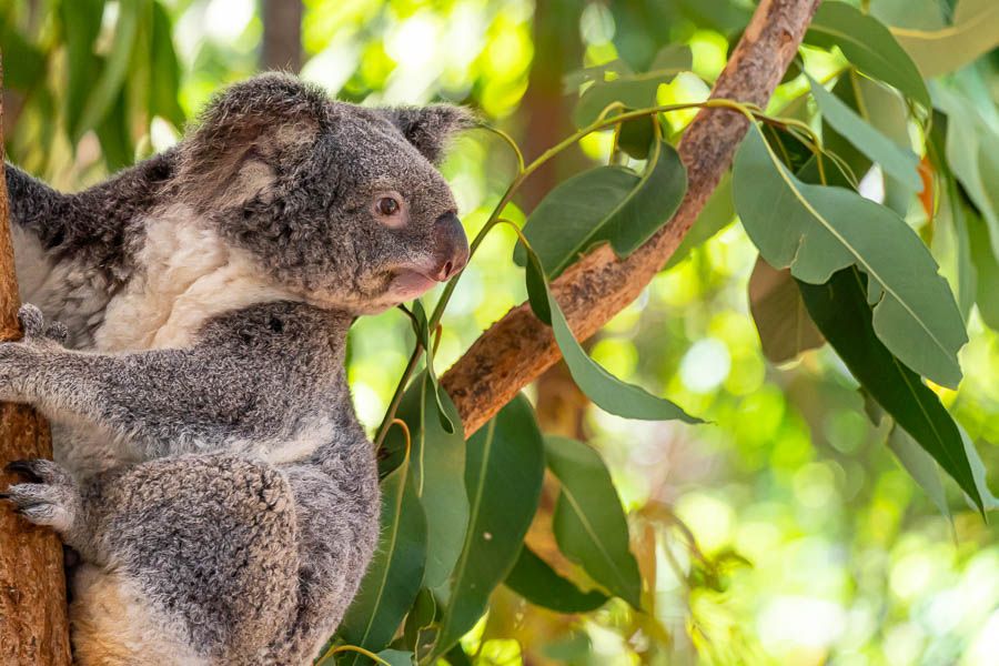 https://images.thetravelshop.com/img/3122/gallery/magnetic-island-october-2022-30.jpg Main Image | East Coast Tours Australia