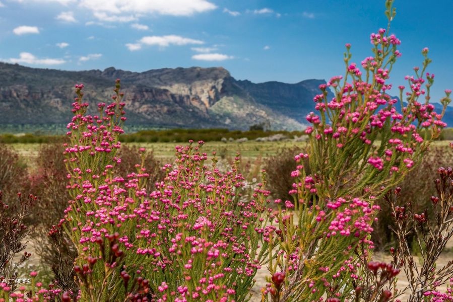 https://images.thetravelshop.com/img/3130/gallery/grampians-flowers.jpg Main Image | East Coast Tours Australia