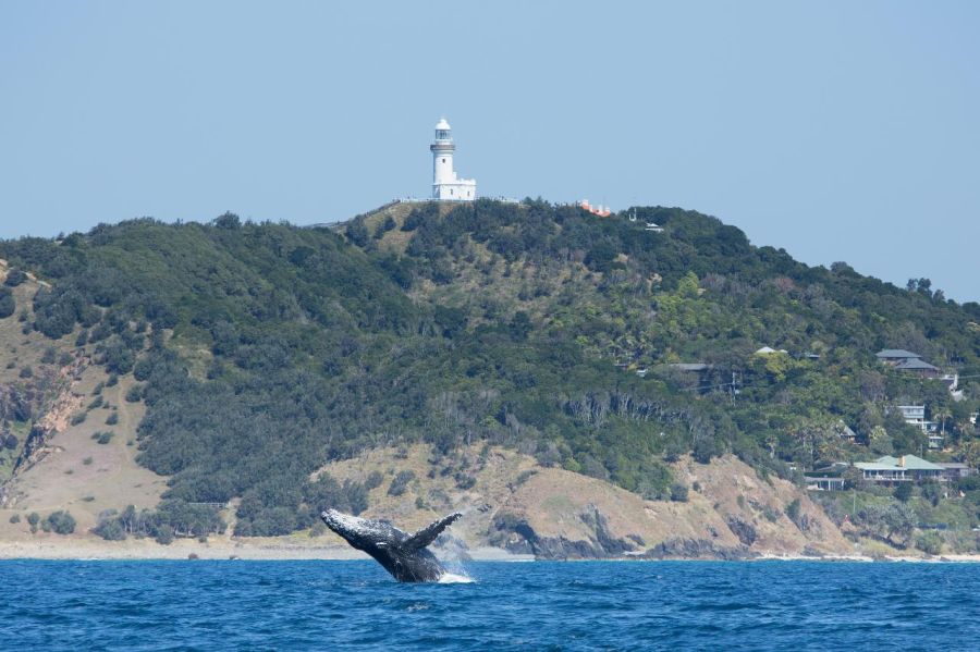 https://images.thetravelshop.com/img/3158/gallery/whale-byron-bay.jpg Main Image | East Coast Tours Australia