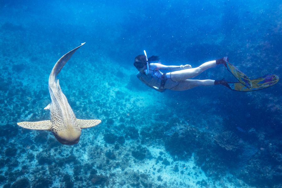 https://images.thetravelshop.com/img/3160/gallery/snorkeling-leopard-shark.jpeg Main Image | East Coast Tours Australia