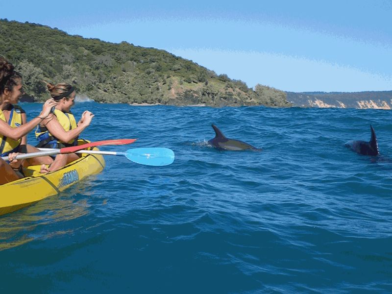 https://images.thetravelshop.com/img/3164/gallery/kayak-with-dolphins.jpg Main Image | East Coast Tours Australia