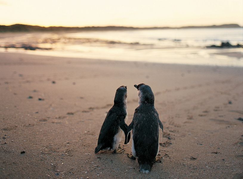 https://images.thetravelshop.com/img/3200/gallery/penguins-on-beach.jpg Main Image | East Coast Tours Australia