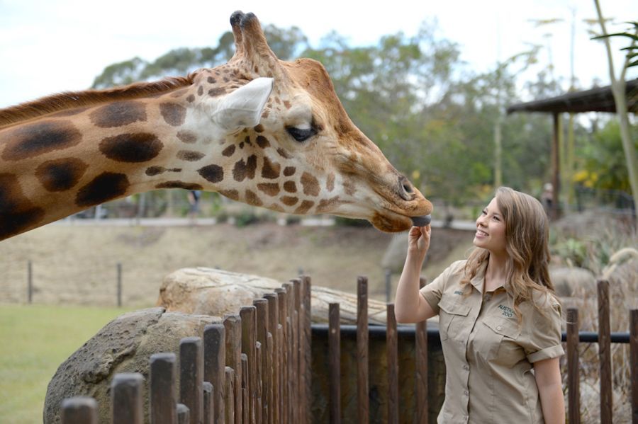 Australia Zoo Day Tour From Noosa Hero Image | East Coast Tours Australia