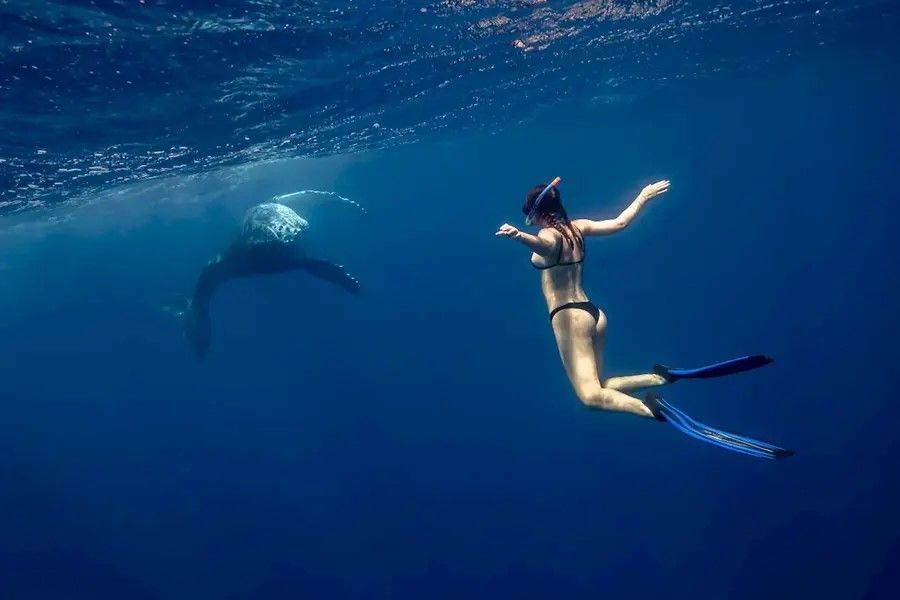https://images.thetravelshop.com/img/3332/gallery/woman-swimming-with-whale-gold-coast-blue-seafaris-sp-900x600.jpg Main Image | East Coast Tours Australia
