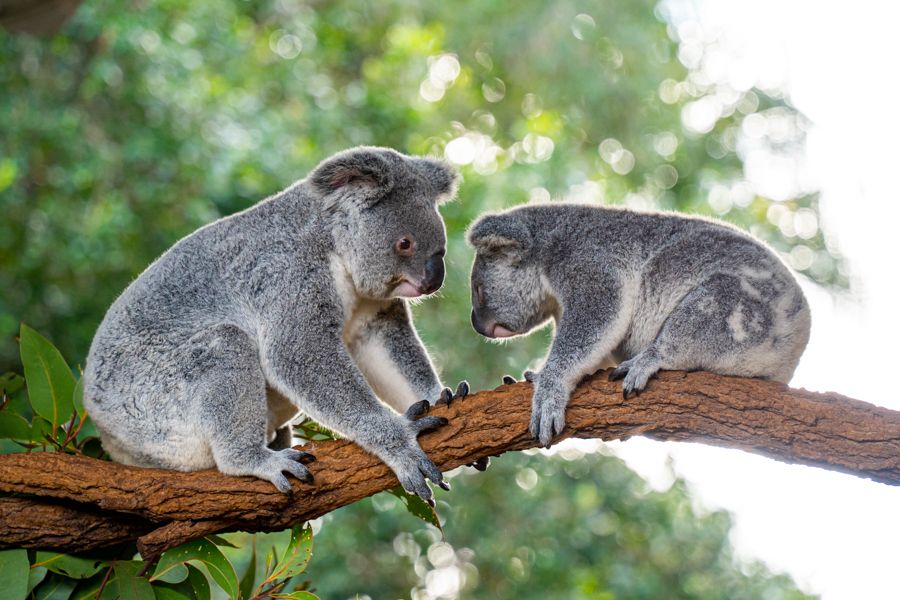https://images.thetravelshop.com/img/3378/gallery/sunshine-coast-june-landscapes-2022-8.jpg Main Image | East Coast Tours Australia