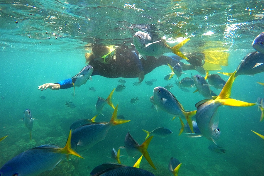 Sailing Whitsundays Hero Image For Whitsundays Common Fish