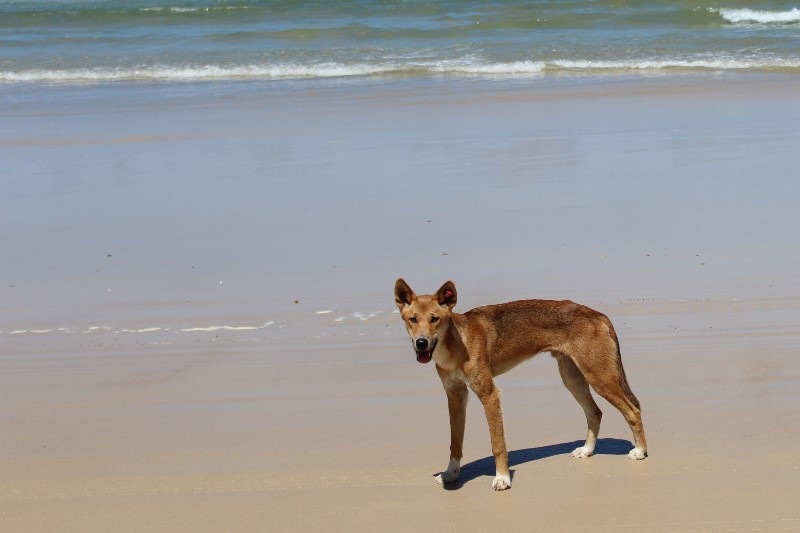 Fraser Tours Hero Image For <p>A National Icon: The Fraser Island Dingo</p>
