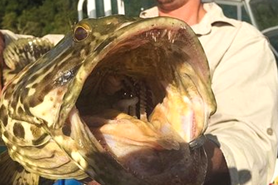 Sailing Whitsundays Hero Image For Whitsundays Cod