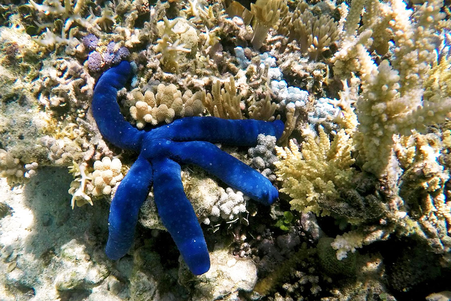 Sailing Whitsundays Hero Image For Whitsunday Star Fish