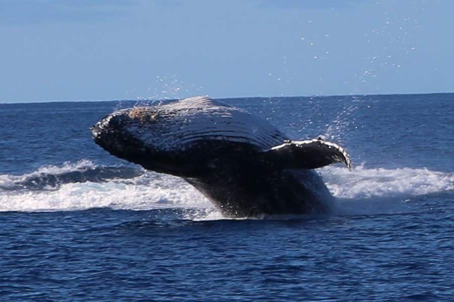 Fraser Tours Hero Image For <p>Whale Watching Hervey Bay</p>
