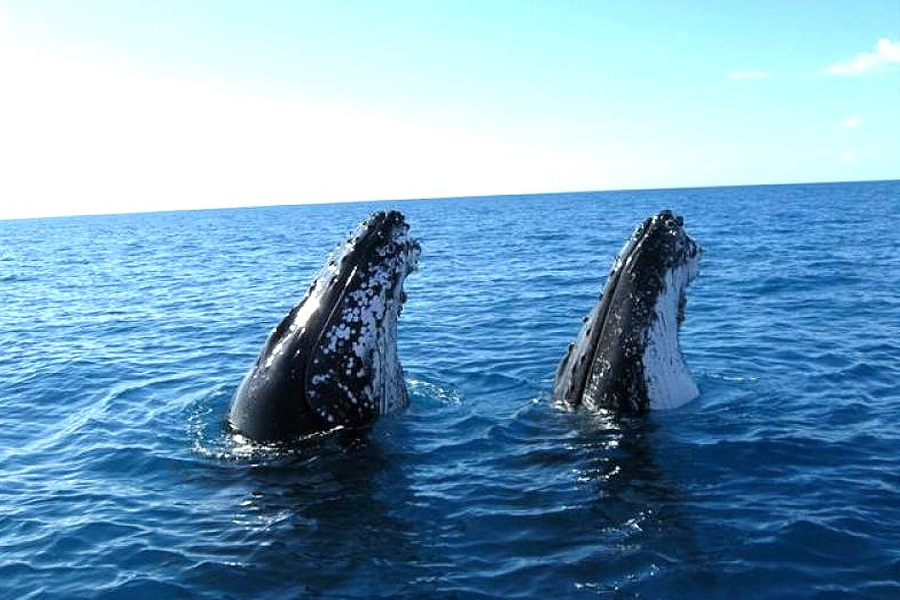 Fraser Tours Hero Image For <p>2015 Hervey Bay Whale Festival</p>
