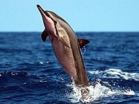 Sailing Whitsundays Hero Image For Spinner and Humpback Dolphins Whitsundays