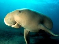 Sailing Whitsundays Hero Image For Dugongs of the Whitsundays