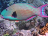 Sailing Whitsundays Hero Image For Parrot Fish of the Whitsunday Islands