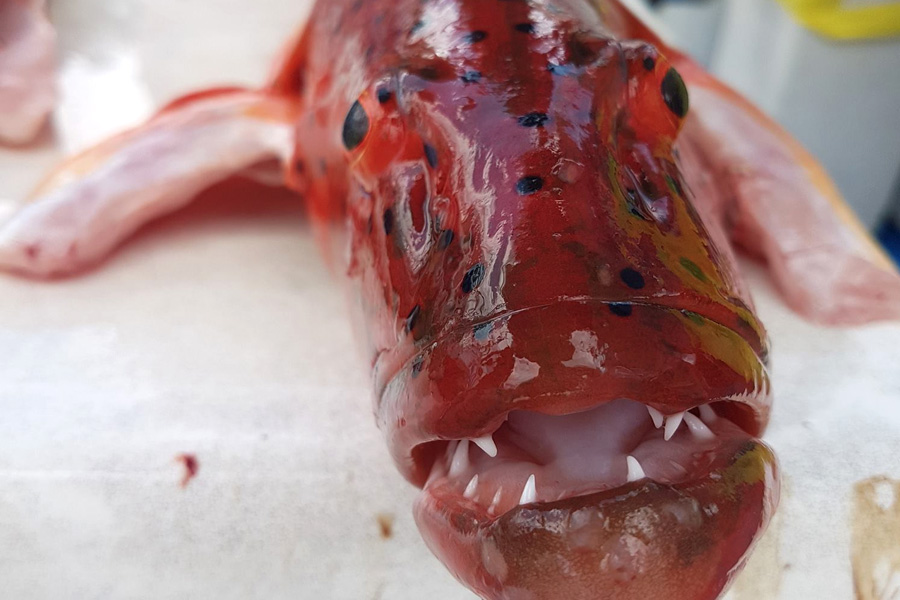 Sailing Whitsundays Hero Image For Coral Trout Whitsundays