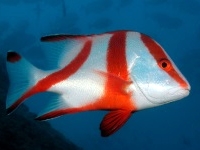 Sailing Whitsundays Hero Image For Sweetlips and Red Emperors Whitsundays