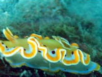 Sailing Whitsundays Hero Image For Nudibranchs Whitsundays