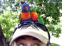 Sailing Whitsundays Hero Image For Rainbow Lorikeet Whitsundays