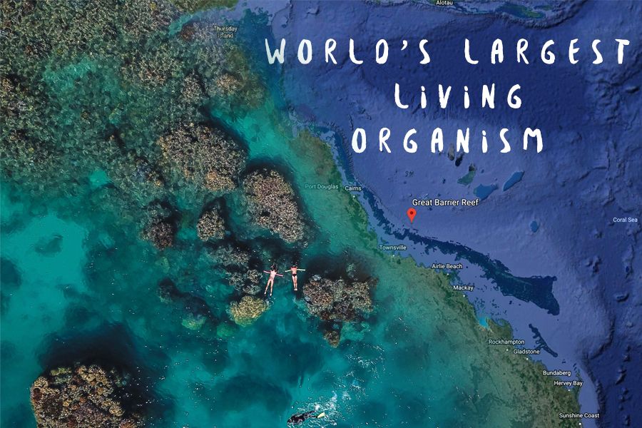 Sailing Whitsundays Hero Image For <p>The Great Barrier Reef</p>
