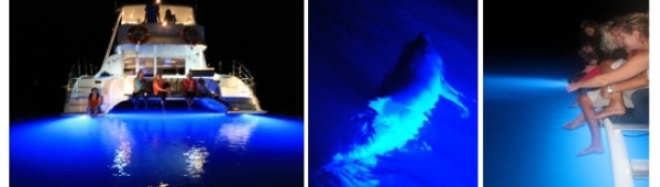 Sailing Whitsundays Hero Image For Dolphins in the Whitsundays