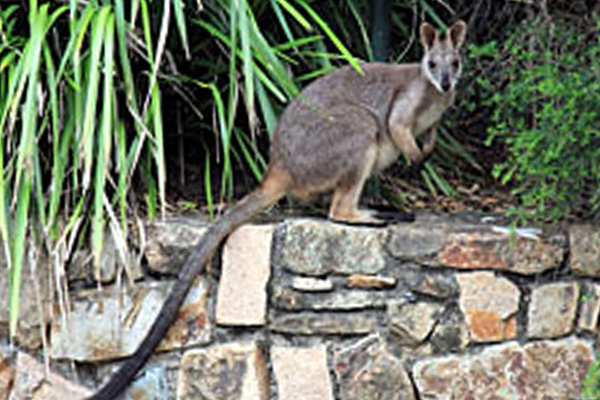 Sailing Whitsundays Hero Image For Proserpine Rock Wallabies
